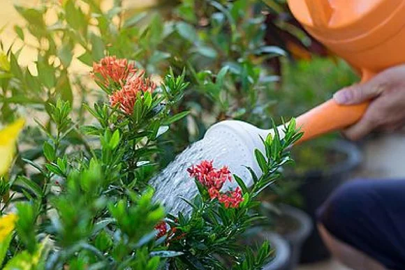 Blumen werden mit Gießkanne gegossen